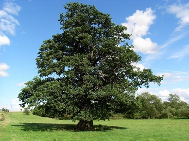oak-tree-generic